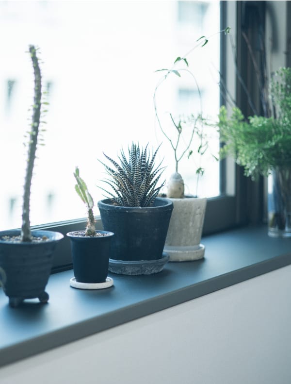 オフィスにある観葉植物